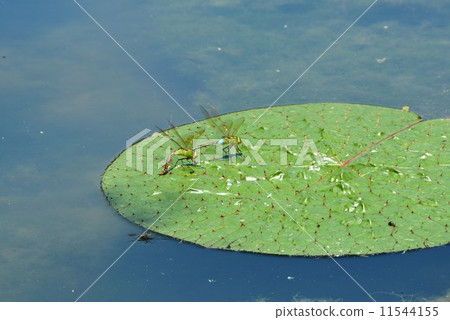 Ming of Gin Yama Ming of Gin Yama 11544155