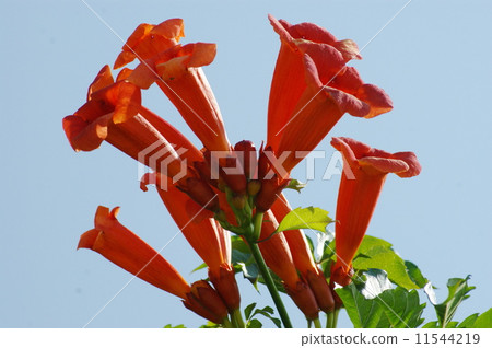 Nausen Kazura 02 11544219