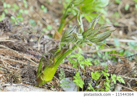 Udo sprout Udo sprout 11544364