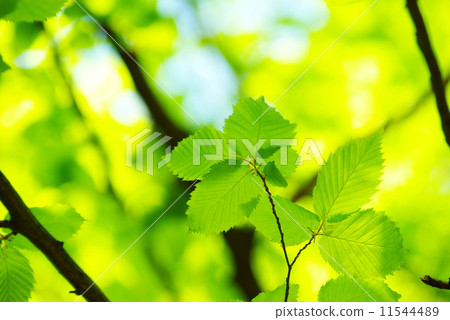 green leaves green leaves 11544489