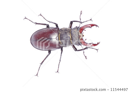 beetle beetle 11544497
