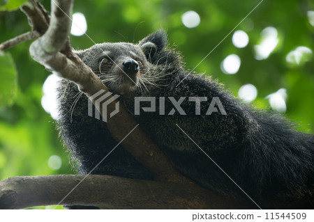 binturong 11544509