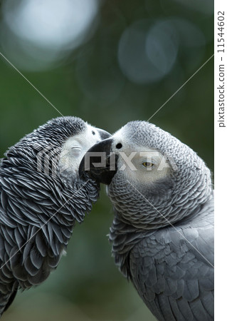 parrot bird 11544602