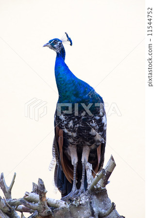 peacock 11544752
