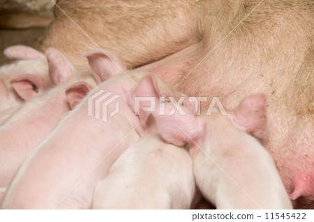 Little piglets suckling their mother 11545422