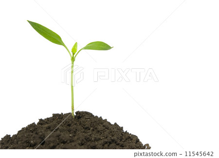 plant on white plant on white 11545642