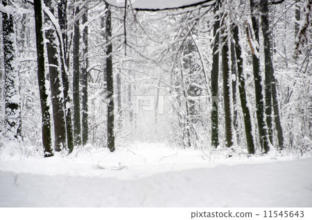 winter forest winter forest 11545643
