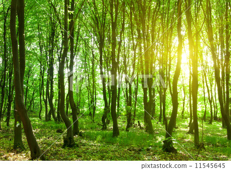 forest trees forest trees 11545645