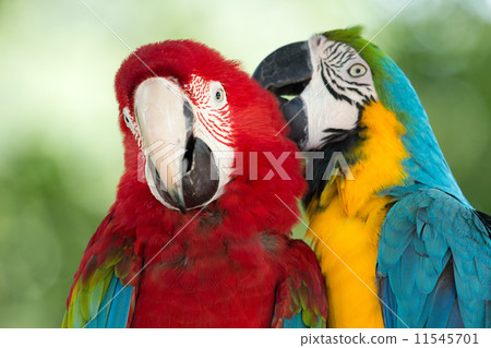 parrots 11545701