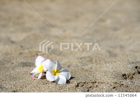 flower Plumeria flower Plumeria 11545864