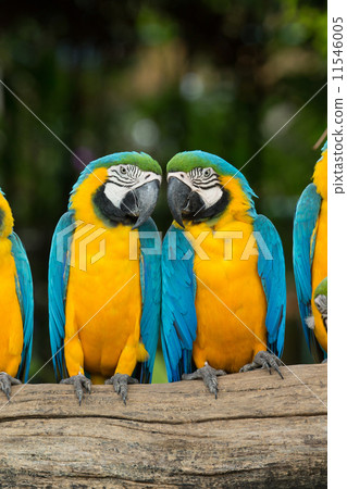 parrot parrot 11546005