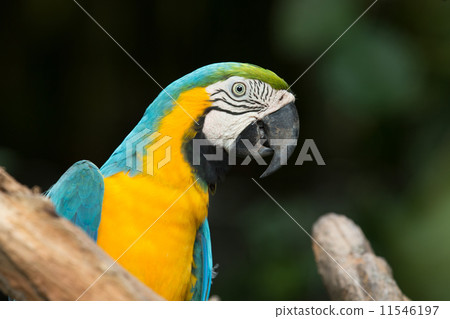 parrot parrot 11546197