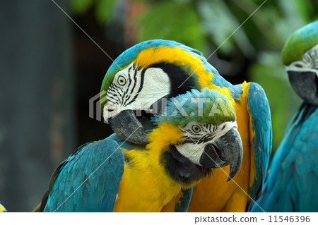 parrots 11546396