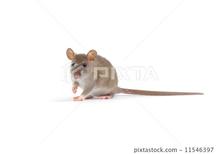 rat 11546397