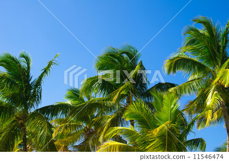 Palm tree 11546474