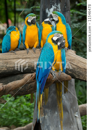parrot bird parrot bird 11546478