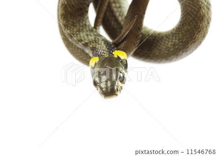 snake 11546768