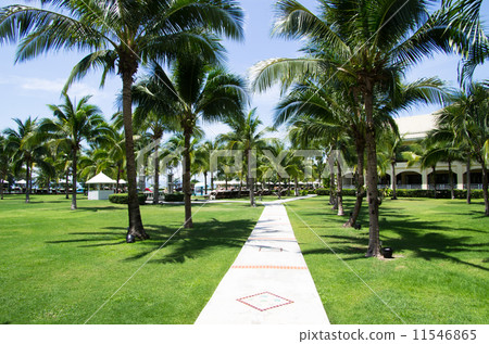 Garden 11546865