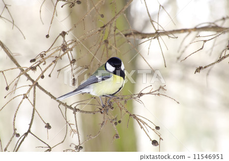 tit tit 11546951