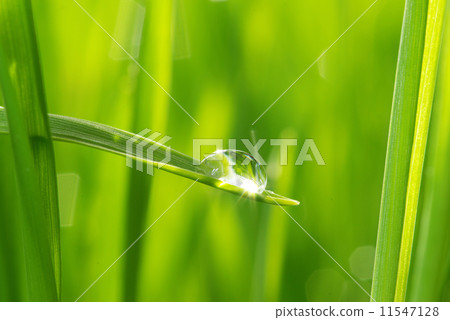 drop on grass drop on grass 11547128