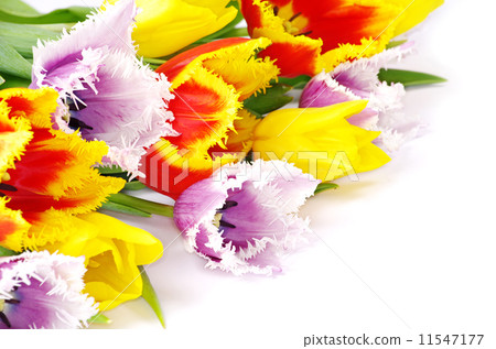 tulips tulips 11547177
