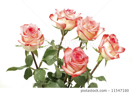 rose 11547180