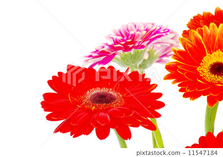 colorful gerberas colorful gerberas 11547184