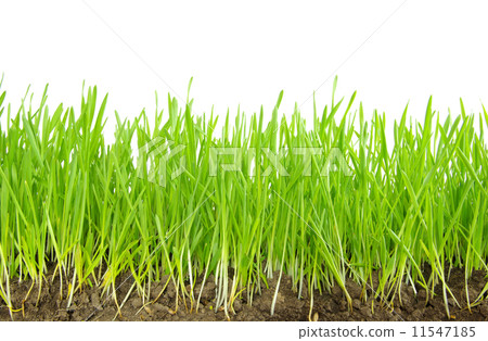 green grass green grass 11547185