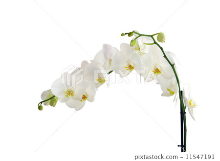 orchids orchids 11547191