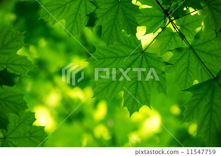 natural green background natural green background 11547759