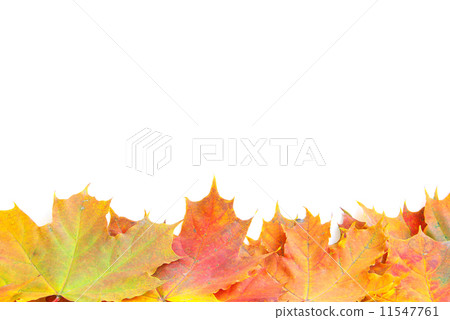 autumn maple leafs autumn maple leafs 11547761