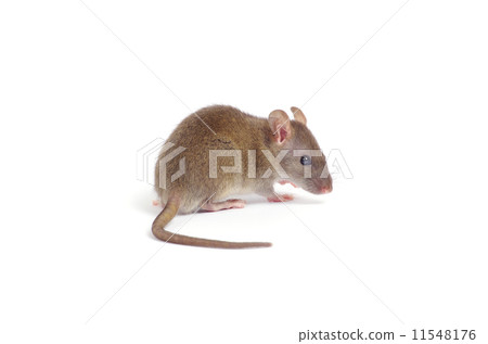 rat 11548176