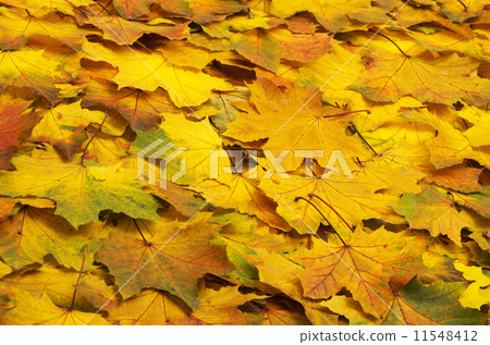 autumn leave. 11548412