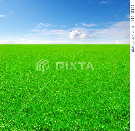 Field of grass and blue sky Field of grass and blue sky 11548591