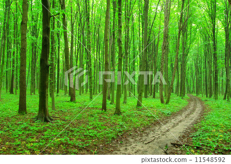 forest forest 11548592