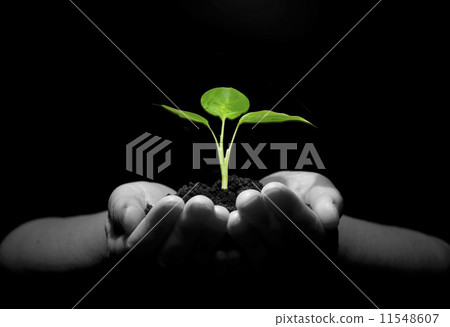 plant in hands 11548607