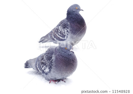 pigeons 11548928