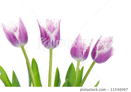 tulips 11548997