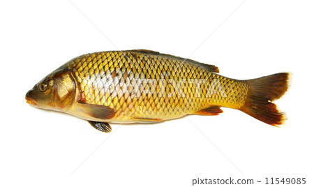 carp carp 11549085