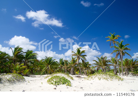 Palm tree Palm tree 11549176