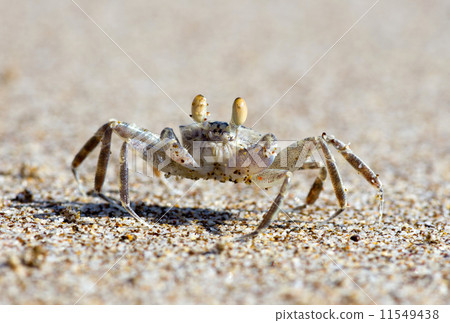 crab crab 11549438