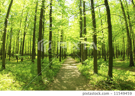 green forest green forest 11549459