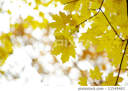 autumn leaves 11549461