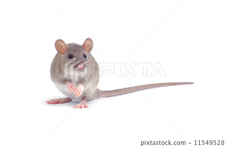 rat rat 11549528