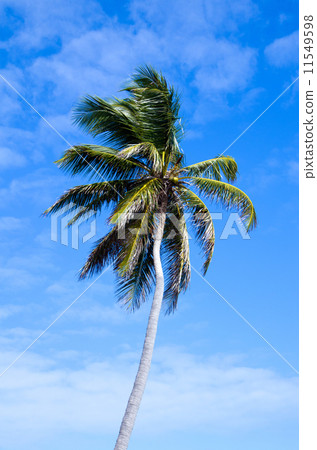 Palm tree 11549598