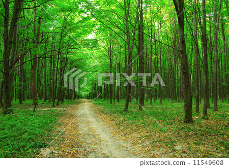 forest forest 11549608