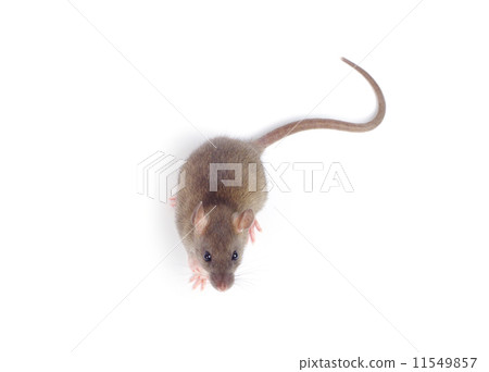 rat rat 11549857