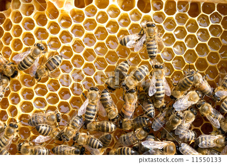 bees on honeycells bees on honeycells 11550133
