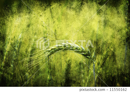 green wheat 11550162