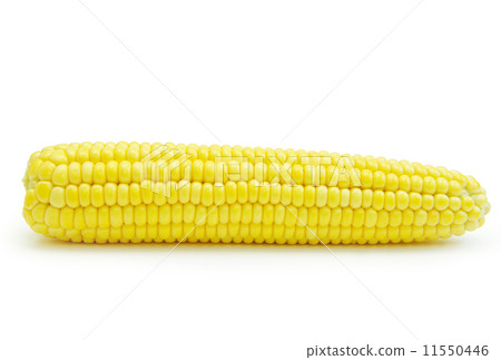maize 11550446